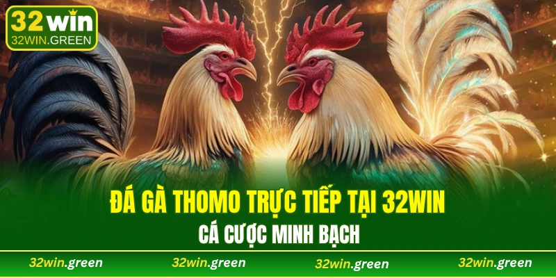 đá gà Thomo