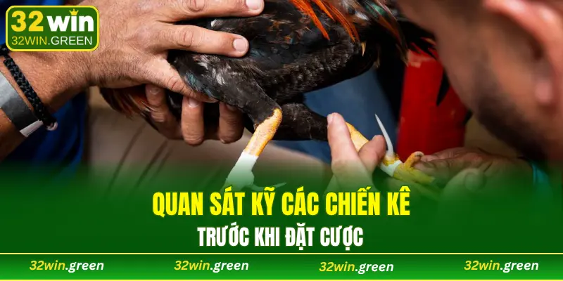 Quan sát kỹ các chiến kê trước khi đặt cược tiền thật tại sảnh