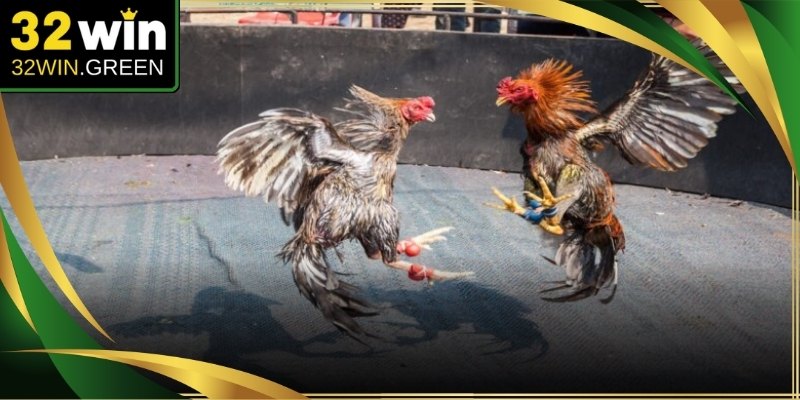 Nhà cái hỗ trợ khách hàng truy cập đá gà 888 vô cùng nhanh chóng
