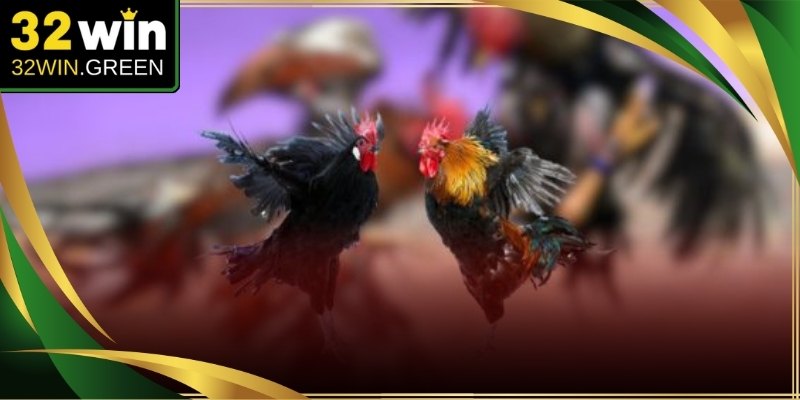 Những trận tranh tài nảy lửa phát sóng trực tiếp từ các bồ gà quốc tế