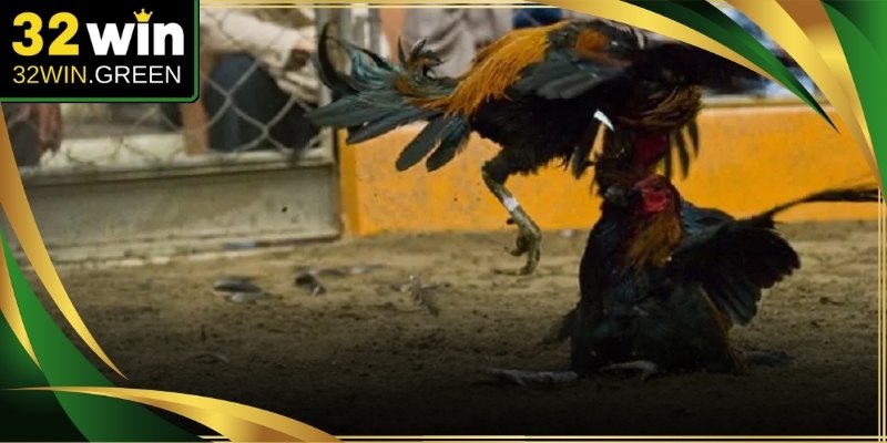 Đấu trường chuyên nghiệp phát sóng trực tiếp những màn so tài đỉnh cao