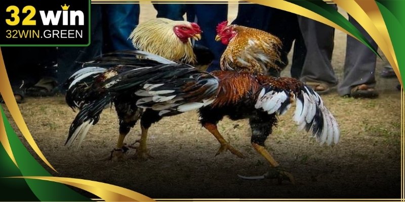Bảng thông số phong độ giúp cược thủ đưa ra lựa chọn kèo đá gà cựa sắt