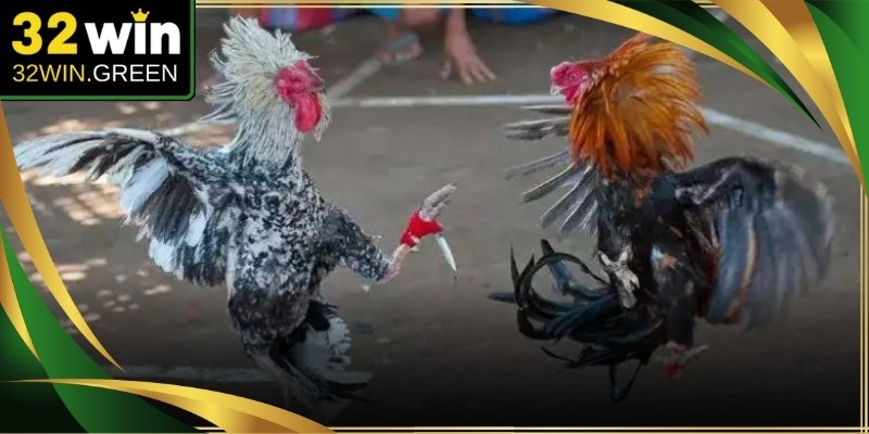 Chiến binh dũng mãnh sở hữu phom dáng cơ bắp cùng tinh thần hung hãn