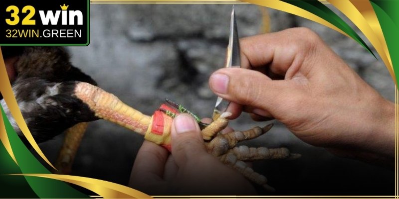 Giao diện theo dõi sắc nét mang không khí trường đấu đến tận màn hình