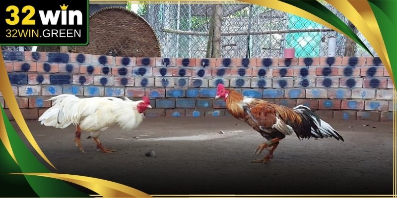 Đá gà đen sở hữu sắc lông tối cùng thể lực vô cùng bền bỉ