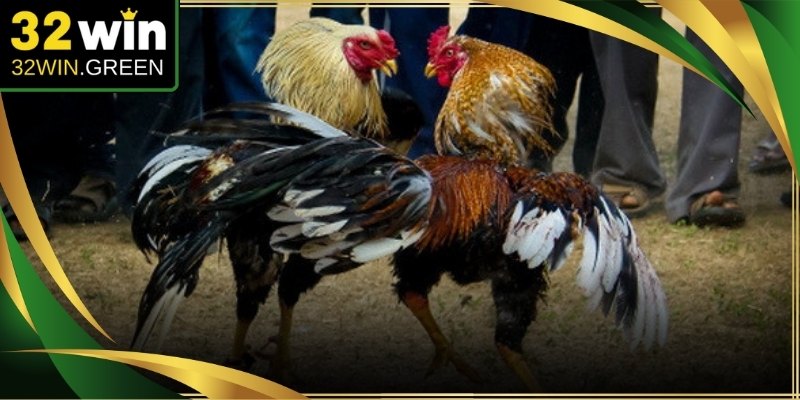 Giao diện số hóa hiển thị rõ ràng các cửa đặt tiền cược đá gà đen tự động