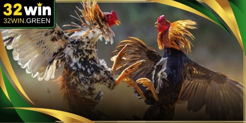 Bảng thống kê lịch sử năm trận đấu gần nhất của chiến kê đá gà mạng